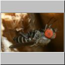 Cacoxenus indagator - Taufliege 02a 2-3mm.jpg